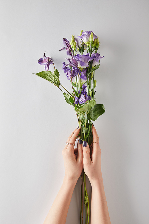 cropped view of woman holding violet flowers on white background