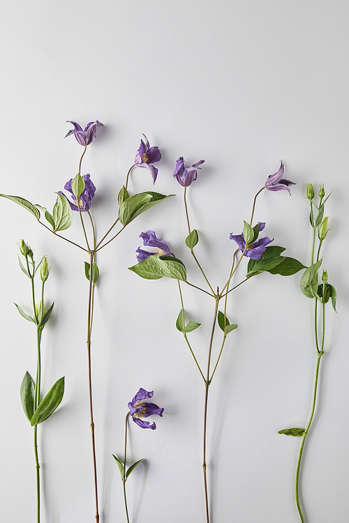 top view of violet flowers on white background