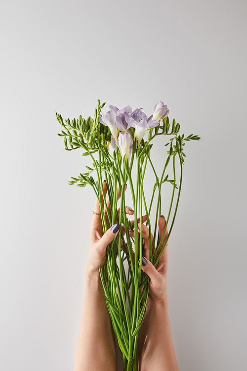cropped view of woman holding violet freesia flowers on white background