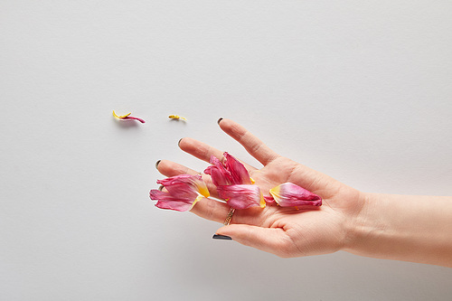 cropped view of woman holding pink petals on white background