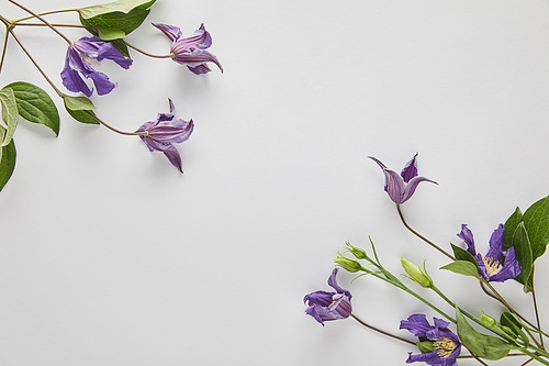 top view of violet flowers on white background