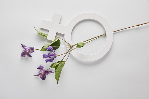 top view of violet flowers and venus sign on white background