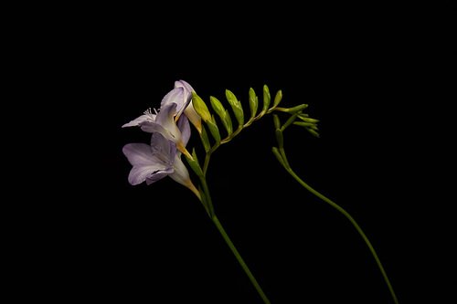 Violet flowers of freesia with stems isolated on black