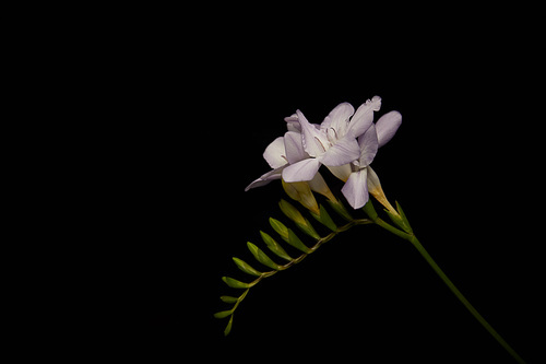 Flowers of freesia isolated on black