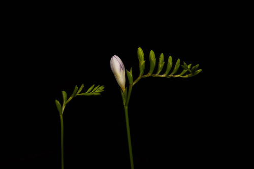 Stems of freesia with flower buds isolated on black