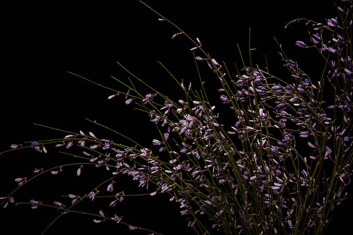 Wildflowers with violet petals isolated on black
