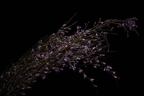 Violet wildflowers on branches isolated on black