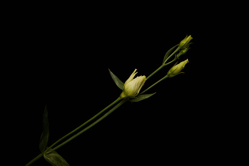 Eustoma flower with buds isolated on black