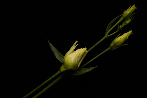 Close up view of eustoma flower with leaves isolated on black