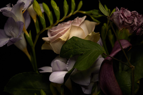 Close up view of rose, freesia and clove flowers isolated on black