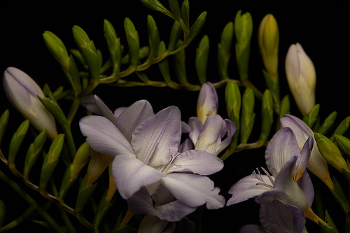 Lilac flowers of freesia with buds isolated on black