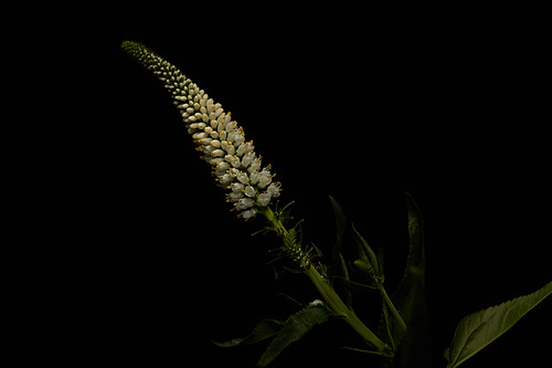 Plant with white flowers and leaves isolated on black