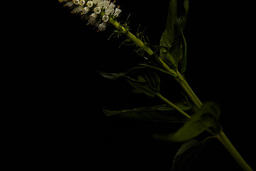 White flowers on plant with leaves isolated on black