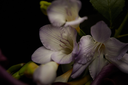 Close up view of freesia flowers isolated on black