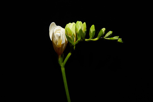 White freesia flower on stem isolated on black