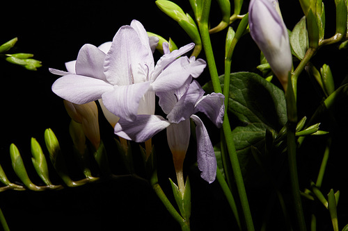 Close up view of lilac freesia flowers on stems isolated on black