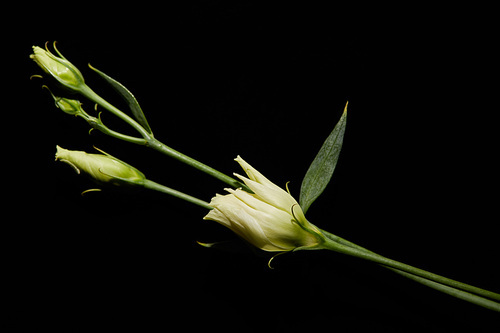 Eustoma flower with leaves isolated on black