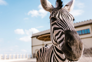 close up view of zebra standing on blurred background at zoo