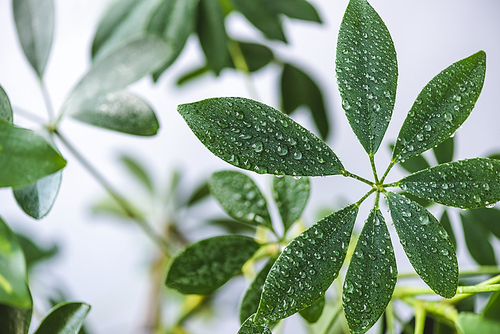 close up view of schefflera leaves with water drops on blurred background