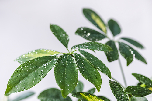 close up view of schefflera with green leaves and water drops isolated on grey background