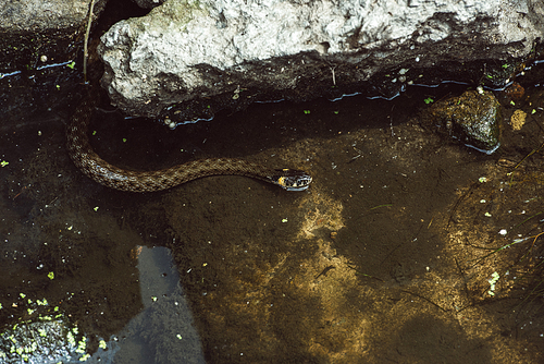 high angle view of snake swimming in river