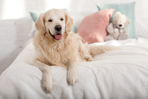 cute golden retriever dog lying on bed children room