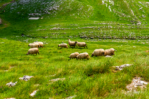 flock of sheep grazing on valley in Durmitor massif, Montenegro