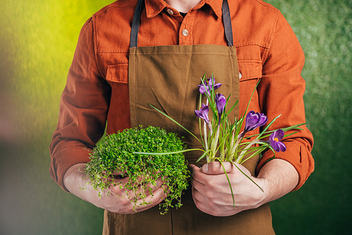 partial view of man holding blowing crocus and plant on blurred background, earth day concept