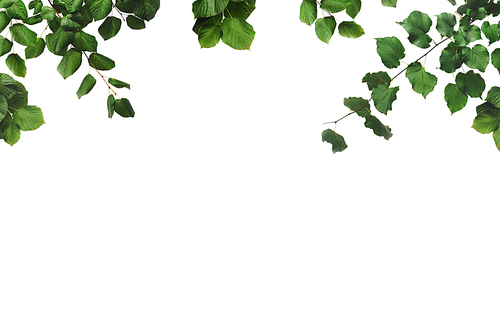 branches and twigs with green leaves isolated on white