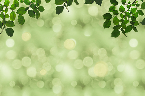 full frame of green foliage on branches and bokeh background