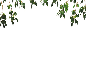 branches and twigs with green leaves isolated on white