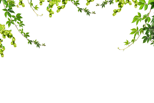 branches and twigs with green leaves isolated on white