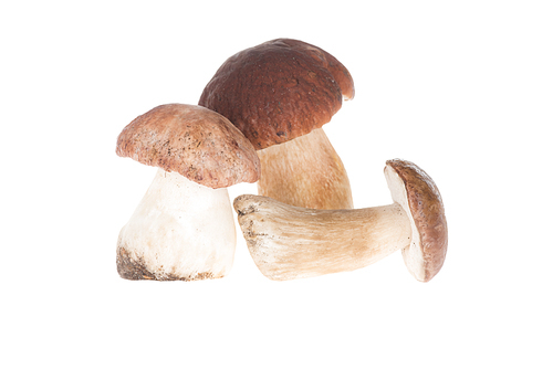 Three unprocessed porcini mushrooms isolated on white