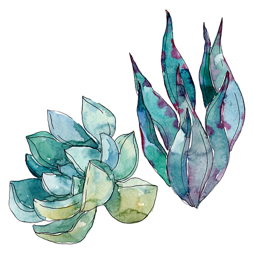 Succulents floral botanical flowers. Wild spring leaf wildflower. Watercolor background illustration set. Watercolour drawing fashion aquarelle. Isolated succulent illustration element.