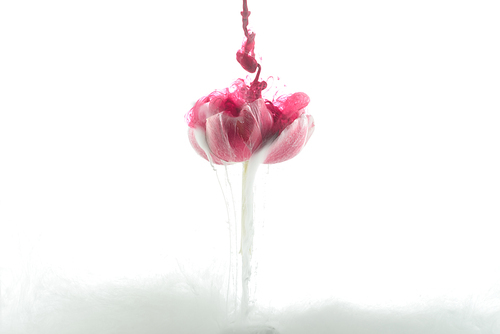 close up view of pink flower and paint splashes isolated on white
