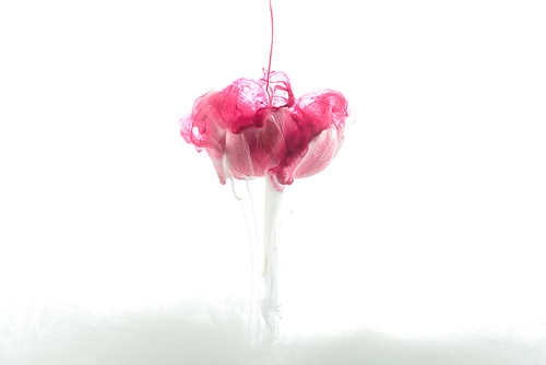close up view of pink flower and paint splash isolated on white