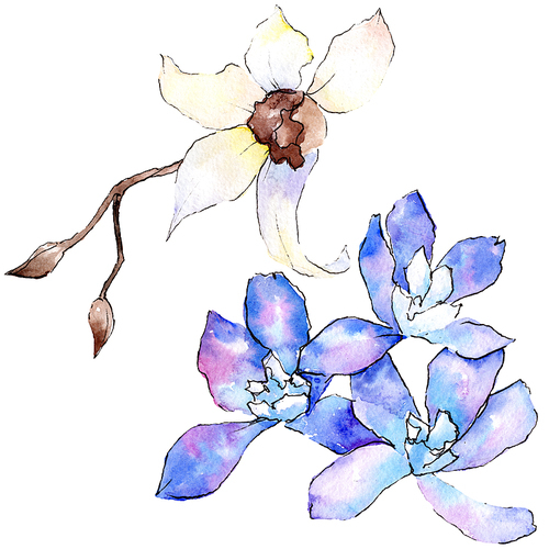 Purple and white orchid flower. Isolated illustration element. Watercolor background illustration set. Hand drawn aquarelle flower.