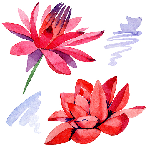 Red lotus. Isolated lotus illustration element. Floral botanical flower. Watercolor background illustration set. Hand drawn in aquarell.