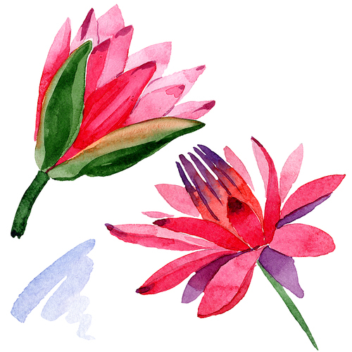 Red lotus. Isolated lotus and green leaf illustration element. Floral botanical flower. Watercolor background illustration set.