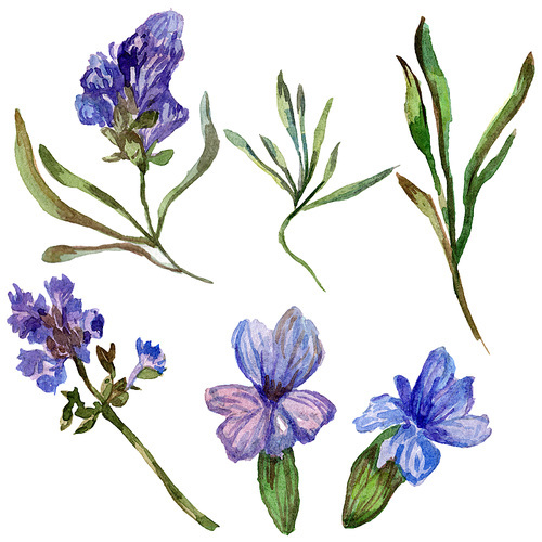 Purple lavender. Floral botanical flower. Wild spring leaf wildflower isolated. Hand drawn lavender flower in aquarelle. Watercolor background illustration set.