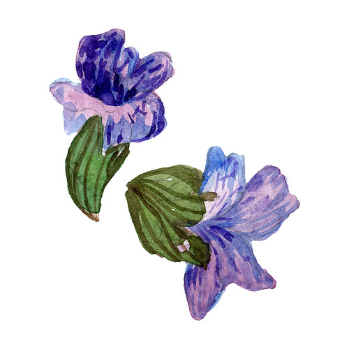 Purple lavender. Floral botanical flower. Wild spring leaf wildflower isolated. Hand drawn lavender flower in aquarelle. Watercolor background illustration set.