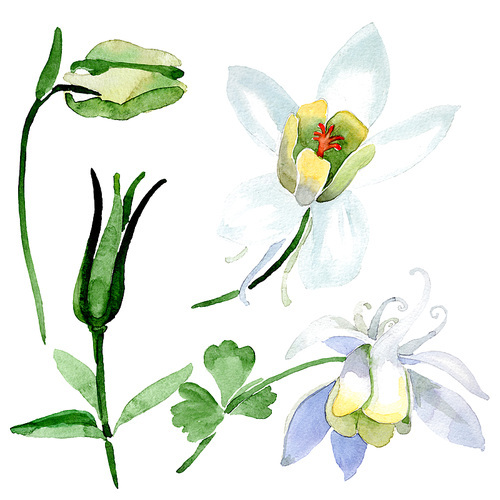 White aquilegia flower and bud. Wild spring leaf wildflower isolated. Isolated aquilegia illustration element. Watercolor background illustration set.