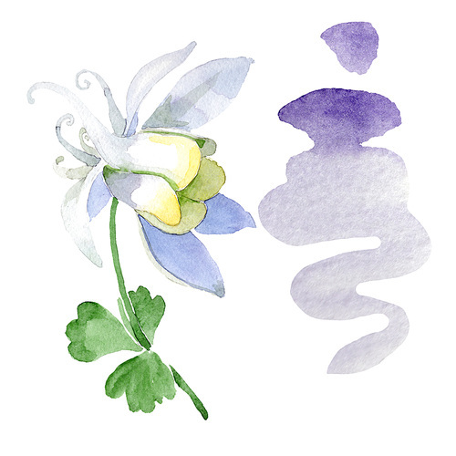 White aquilegia flower. Wild spring leaf wildflower isolated. Isolated aquilegia illustration element. Watercolor background illustration set.
