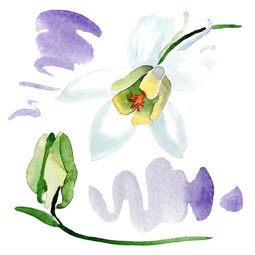 White aquilegia flower and bud. Wild spring leaf wildflower isolated. Isolated aquilegia illustration element. Watercolor background illustration set.
