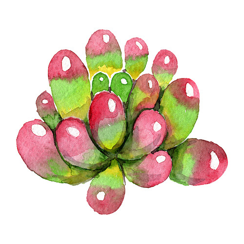 Amazing succulent. Floral botanical flower. Watercolor background illustration set. Aquarelle hand drawing isolated succulent.