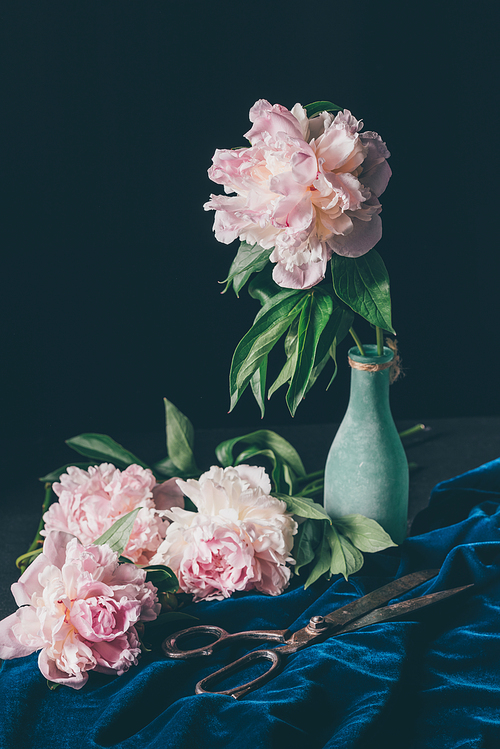 bouquet of light pink peonies in vase with scissors on dark background