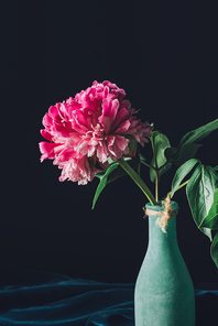 pink spring peony flower in vase on dark background