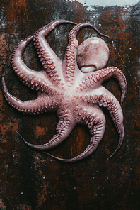 top view of big uncooked octopus on rusty metal surface