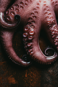 top view of big raw octopus on rusty metal surface