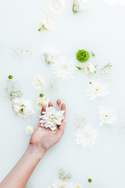 cropped shot of woman holding beautiful white chrysanthemum flowers in milk with gypsophila